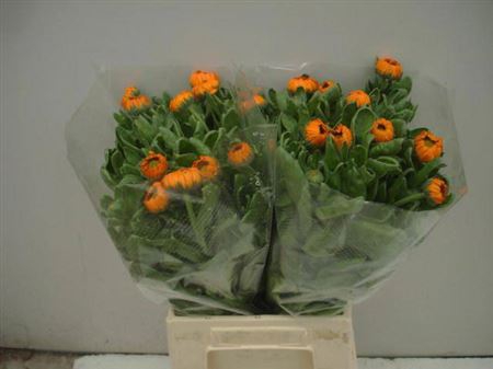 <h4>Calendula Green Spot Or</h4>