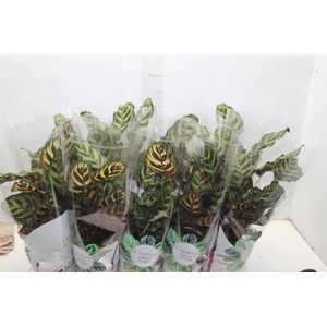 CALATHEA MAKOYAMA P12