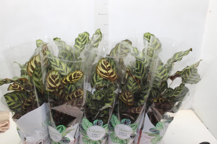 <h4>CALATHEA MAKOYAMA P12</h4>