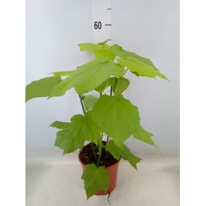 Sparrmannia africana