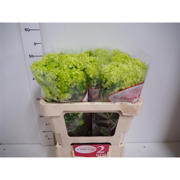 <h4>Viburnum opulus 'Roseum'</h4>