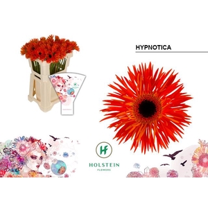 Gerbera Spider Hypnotica Water x40