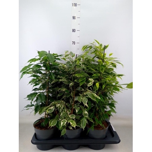 Ficus benja.   ...mix