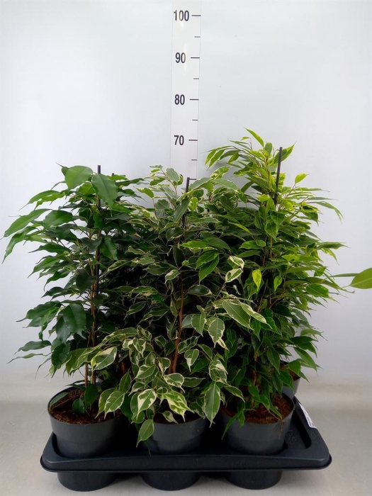 <h4>Ficus benja.   ...mix</h4>