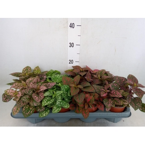 Hypoestes phyllo. 'Confetti C' .mix