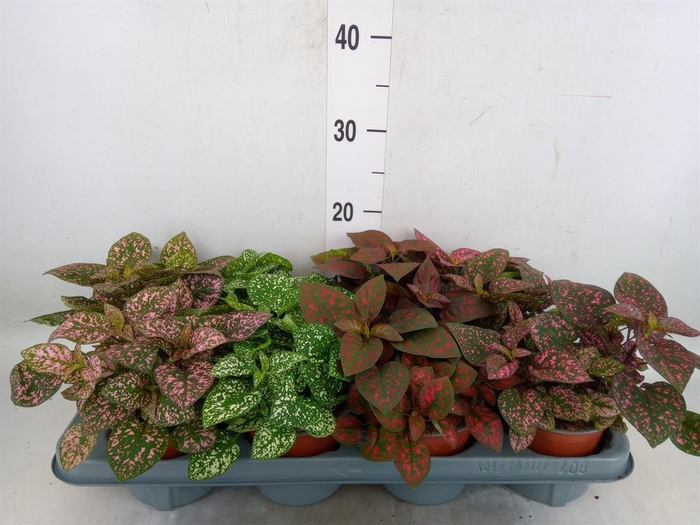 <h4>Hypoestes phyllo. 'Confetti C' .mix</h4>