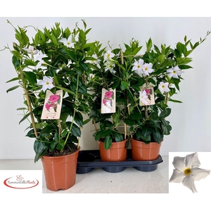 MANDE RIO WHITE