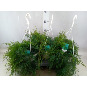 Selaginella uncinata 'Peacock'