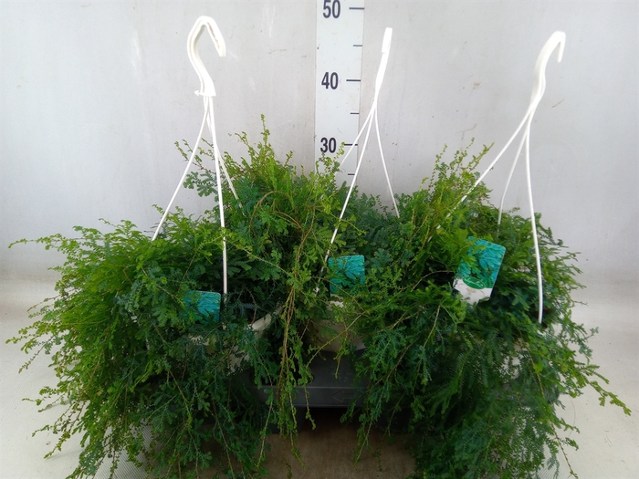 <h4>Selaginella uncinata 'Peacock'</h4>