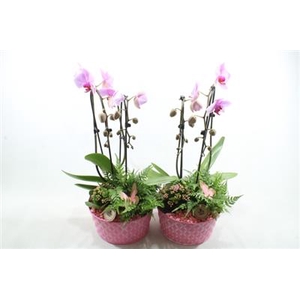 2448 ZINK ROZE CASCADE
