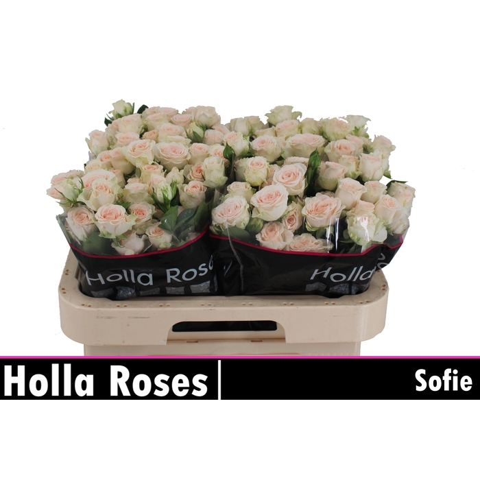 <h4>Sofie</h4>