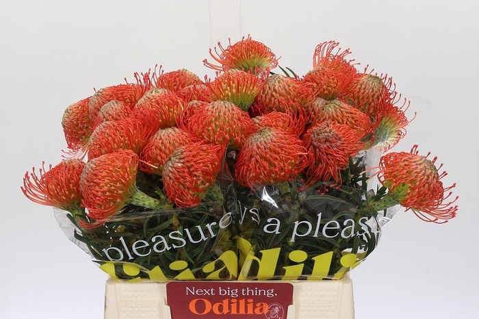 <h4>LEUCO CO SUCCESSION</h4>