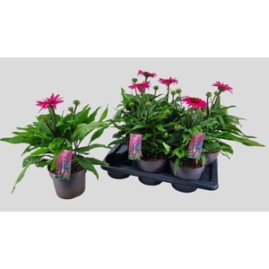 ECHINA SOMBRERO ROSE