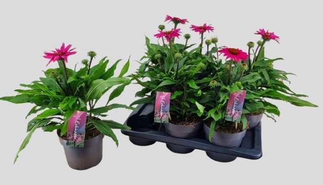 <h4>ECHINA SOMBRERO ROSE</h4>