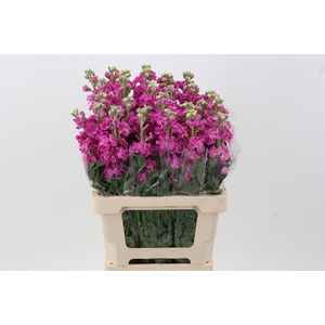 Matth Phantom Hot Pink