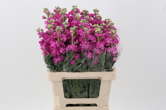 <h4>Matth Phantom Hot Pink</h4>