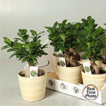 <h4>Fic Mi Ginseng ** Decor Ceramic **</h4>