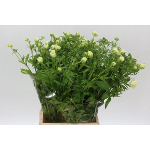 Ranunculus Butterfly Graces