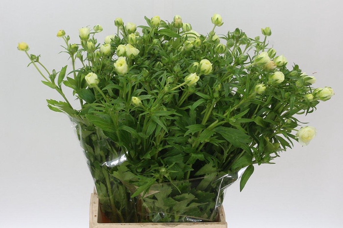 <h4>Ranunculus Butterfly Graces</h4>