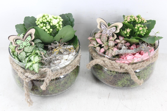 <h4>arr2 MB - Glas bose touw x6 - roze/wit</h4>