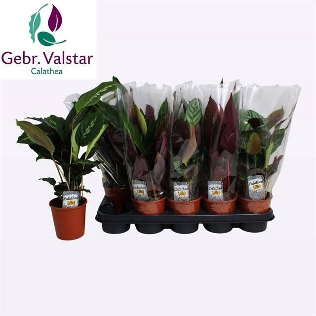 <h4>CALAT GEM 3 SRT</h4>