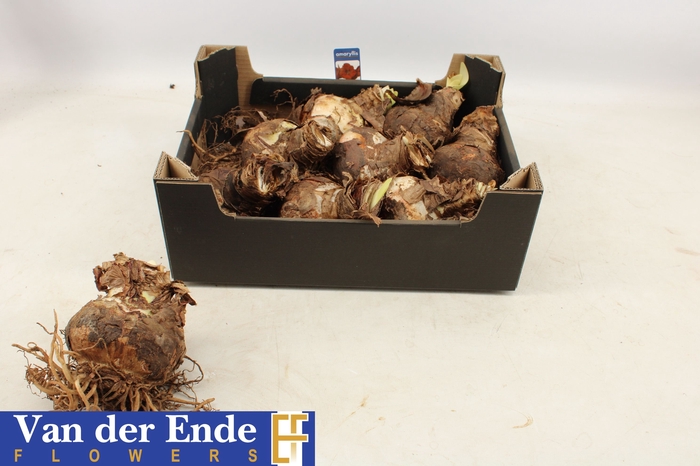 <h4>BLOEMBOL HIPPEASTRUM</h4>