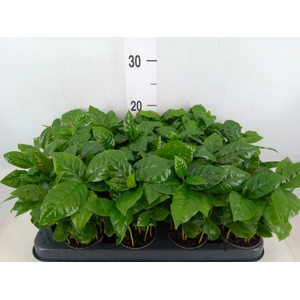 Coffea arabica