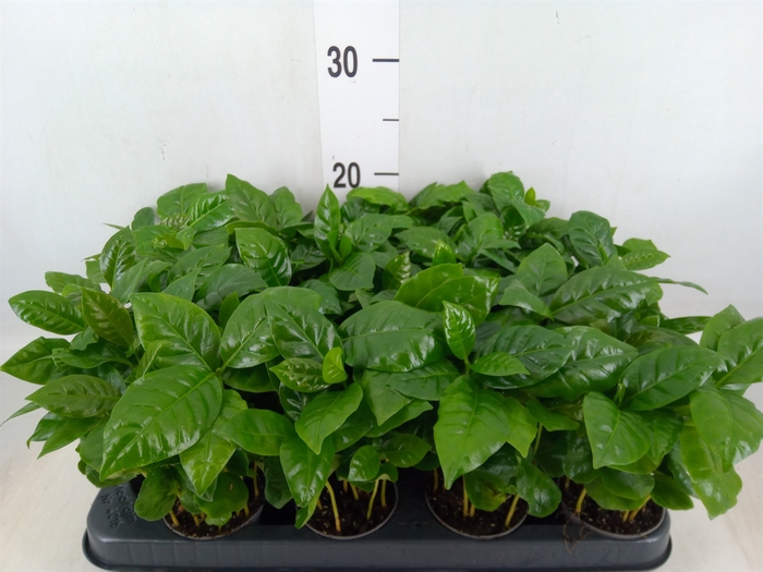 <h4>Coffea arabica</h4>