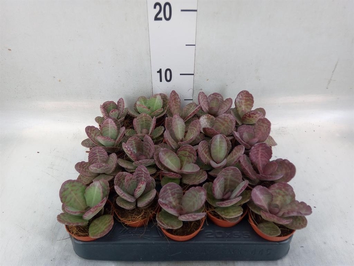 <h4>Kalanchoe NF   ...</h4>
