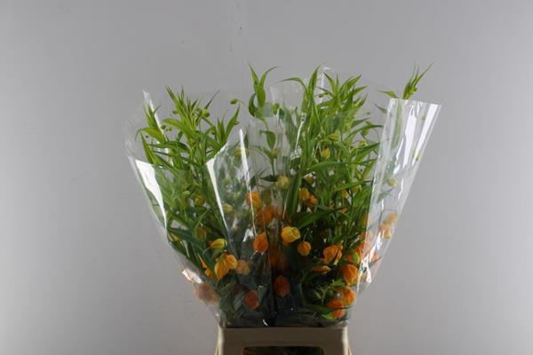 <h4>Sandersonia L 80</h4>