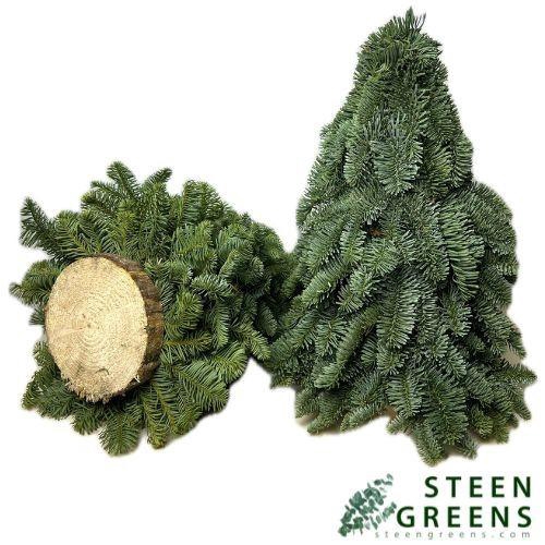 <h4>ABIES NOBILIS BLAUW</h4>