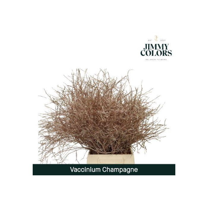 <h4>Vaccinium L50 Champagne</h4>