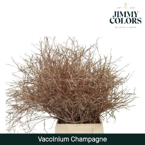 <h4>Vaccinium L50 Champagne</h4>