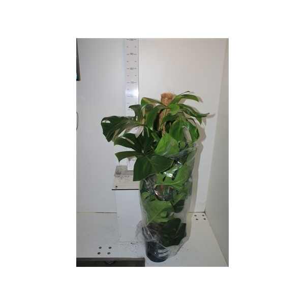 <h4>Monstera Pertusum 120 Mos</h4>