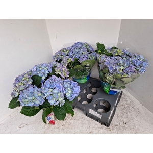HYDR M BLAUER ZWERG