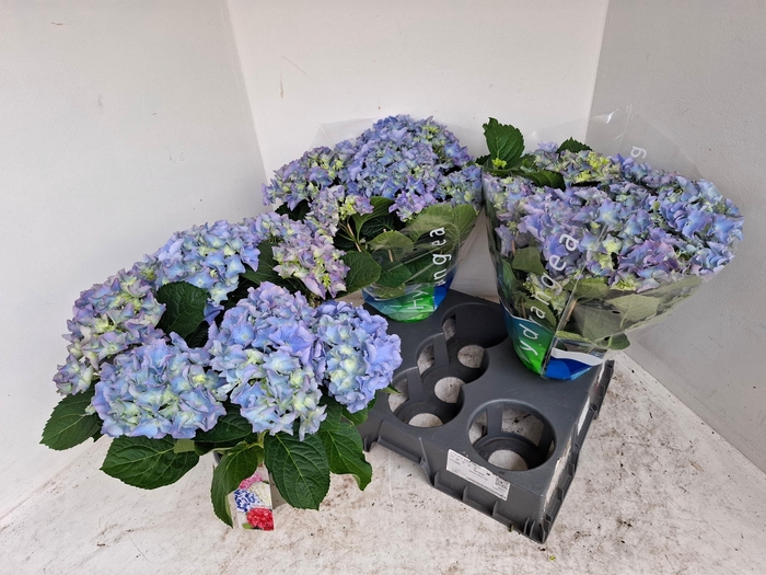<h4>HYDR M BLAUER ZWERG</h4>