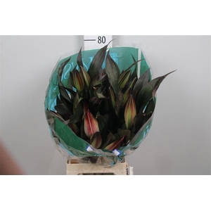 Lelie Geverfd Cerise