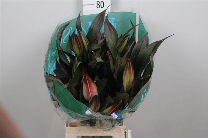 <h4>Lelie Geverfd Cerise</h4>