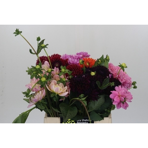 Dahlia Gemengd in fust