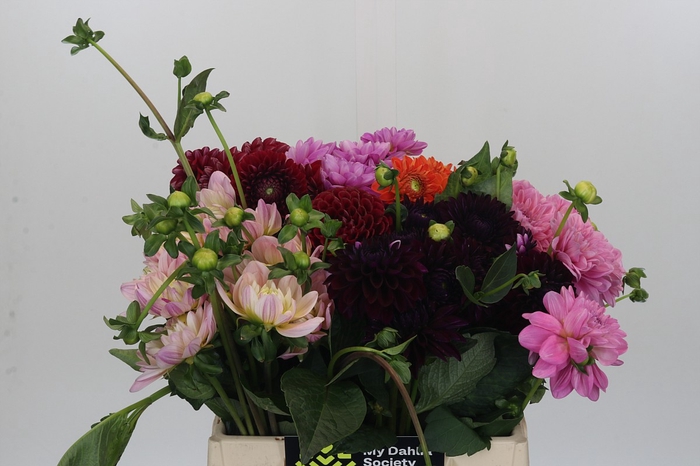Dahlia Gemengd in fust