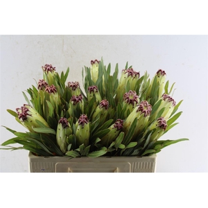 Protea N Limelight