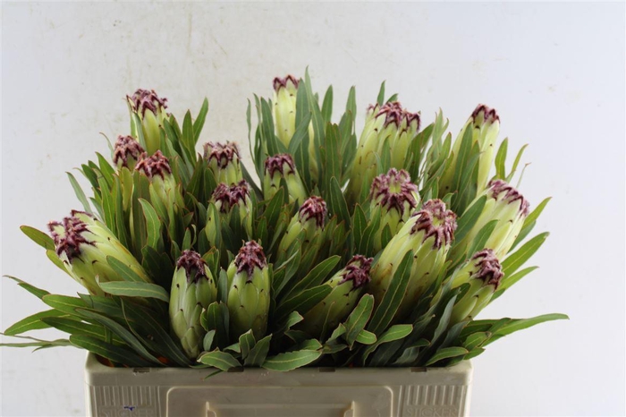 <h4>Protea N Limelight</h4>