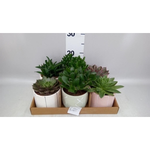 Succulents   ...