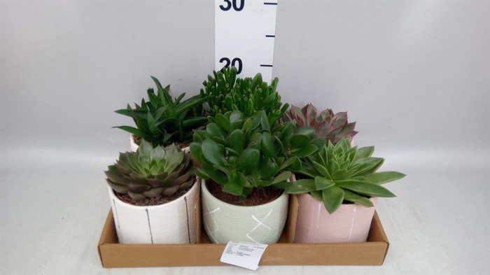 <h4>Succulents   ...</h4>