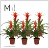 Bromelia