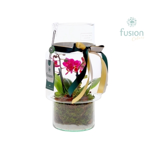 Green Bottle Sara Medium met Phalaenopsis