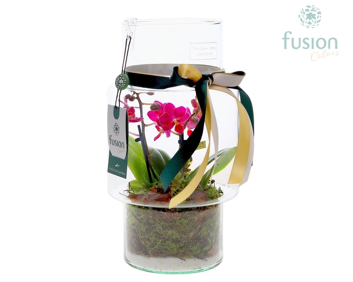 <h4>Green Bottle Sara Medium met Phalaenopsis</h4>