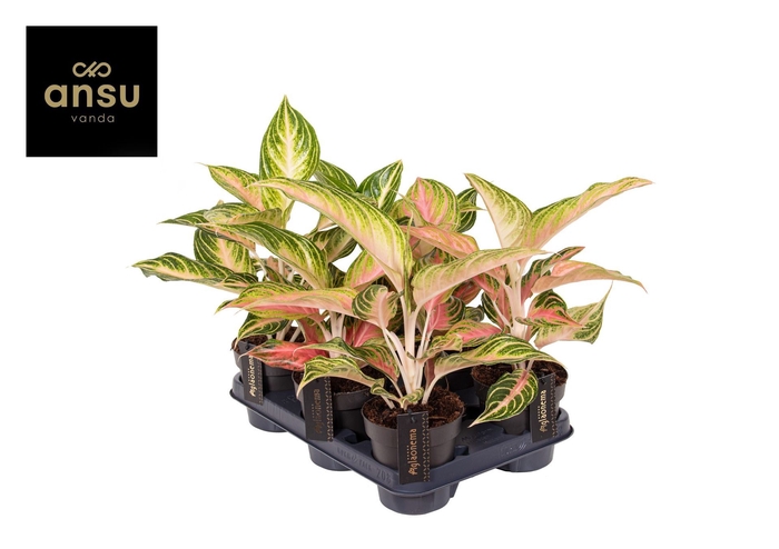 Aglaonema overig