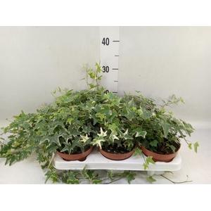 Hedera helix 'Mona Lisa'