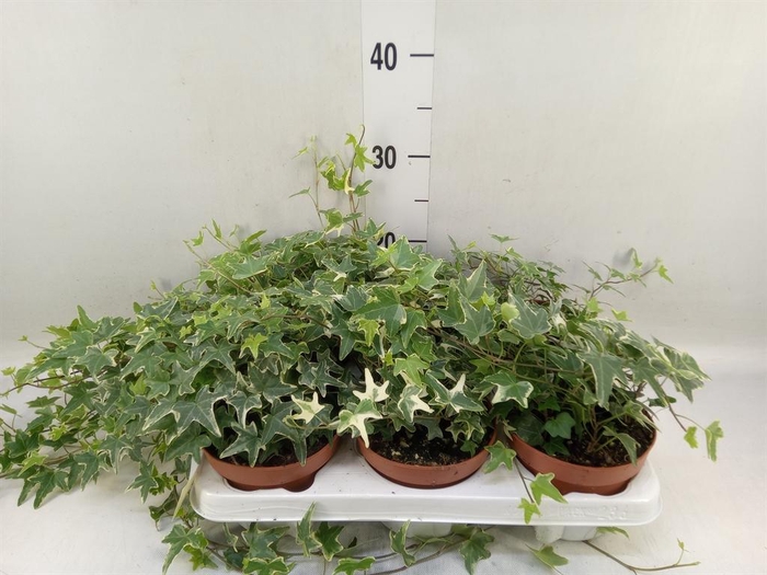 <h4>Hedera helix 'Mona Lisa'</h4>